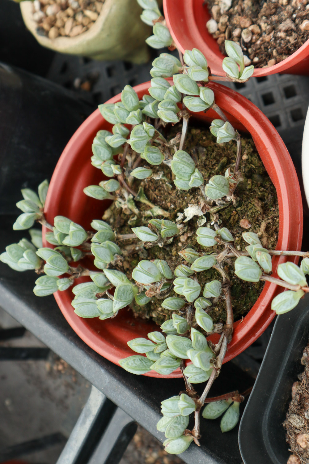 鹿角海棠叶子皱了如何办