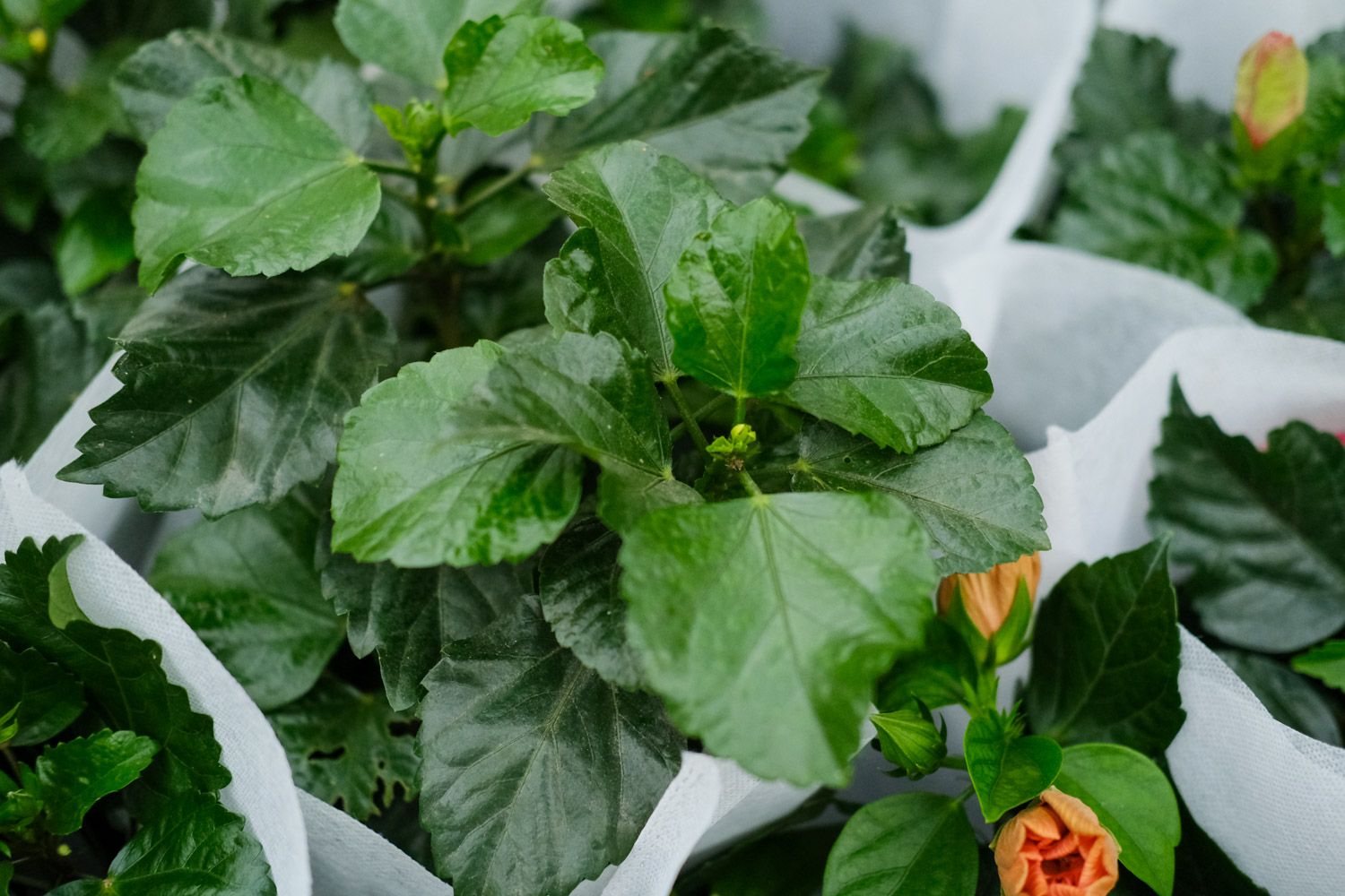 扶桑花叶子发黄如何办