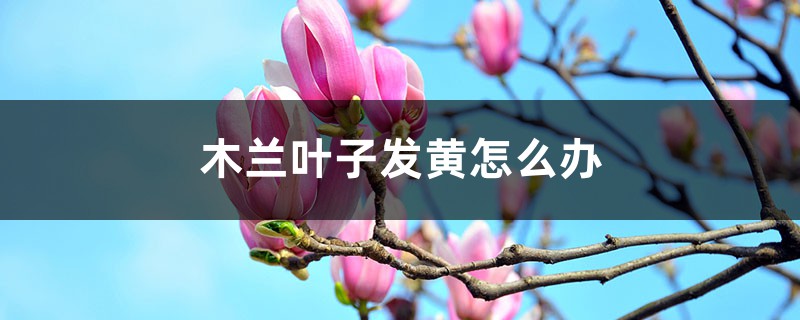 木兰叶子发黄如何办