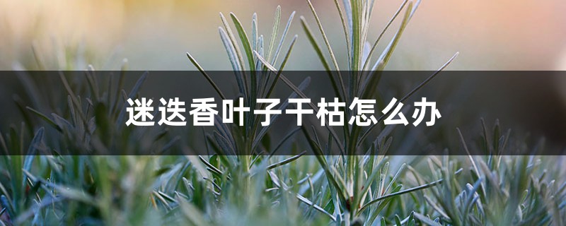 迷迭香叶子干枯如何办