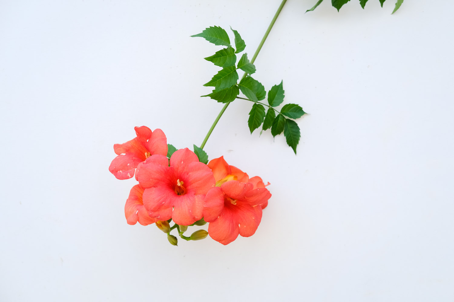 凌霄花叶子发黄如何办