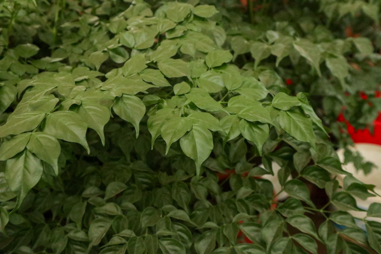 幸福树 幸福树叶子发黄如何办