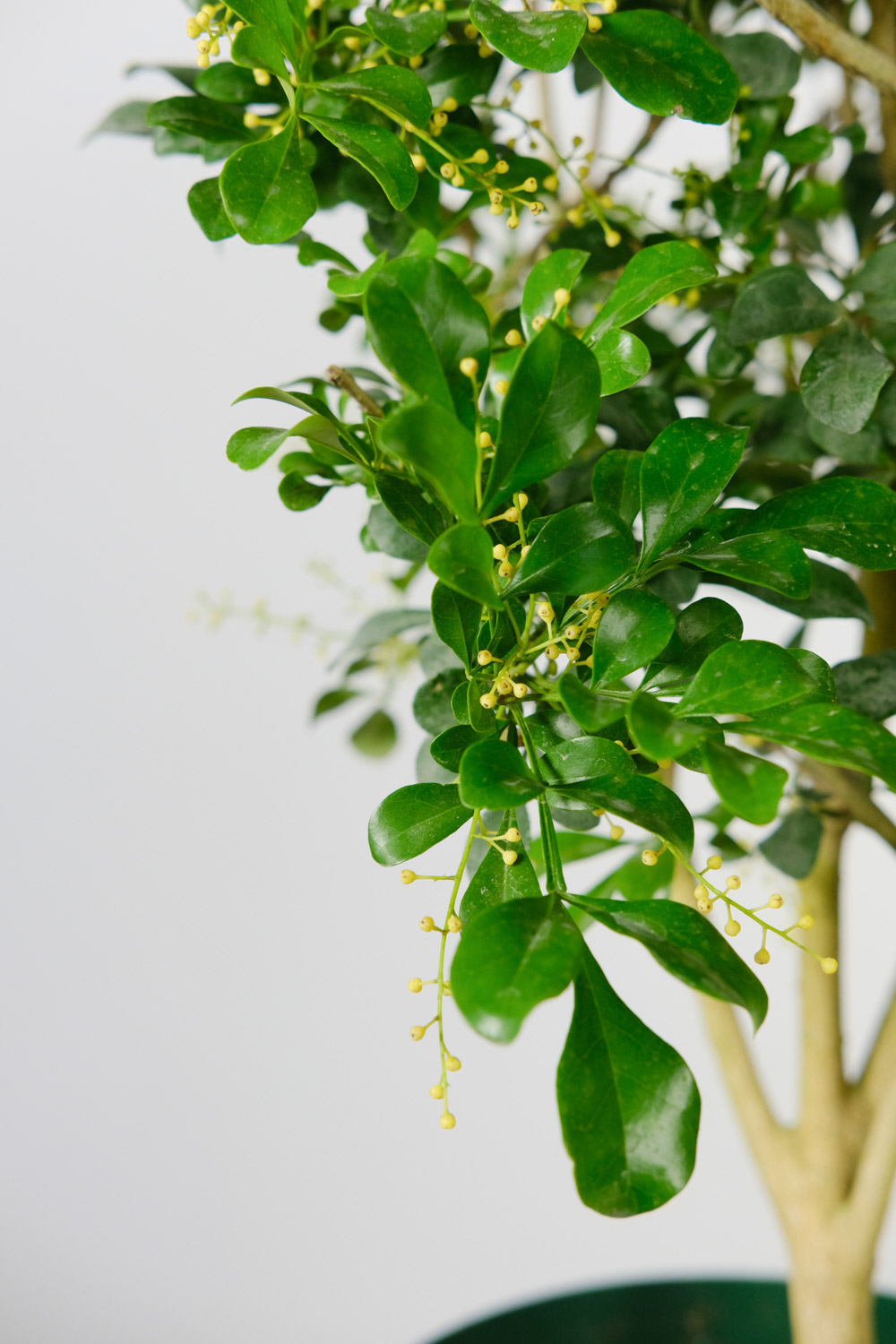 米兰花叶子发黄如何办