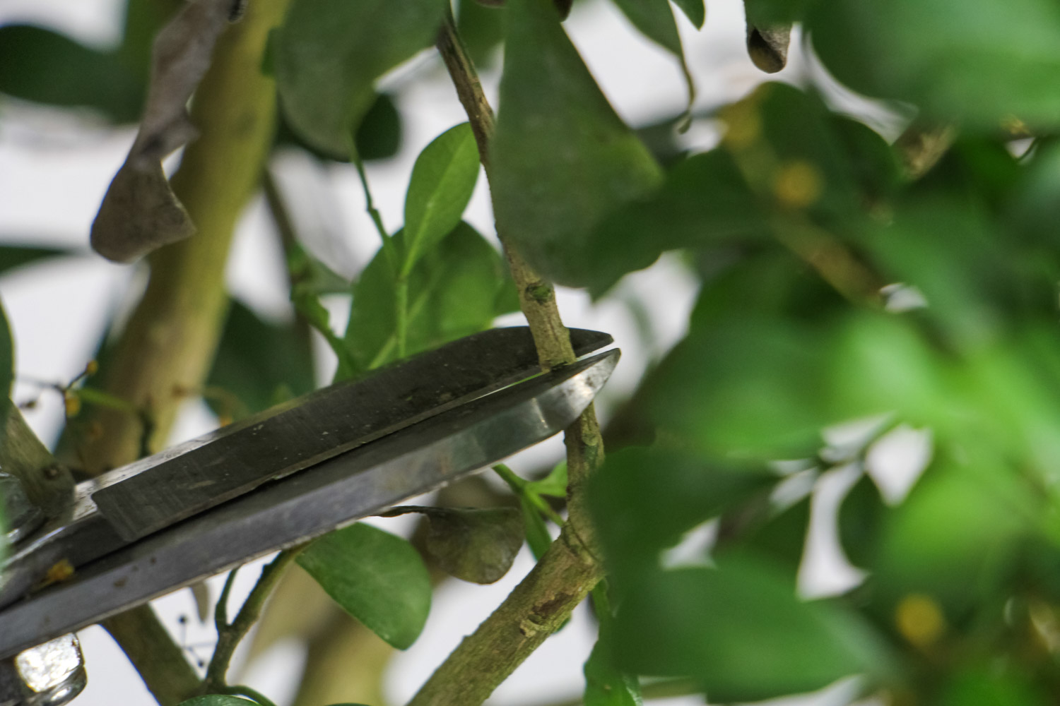 米兰花叶子发黄如何办