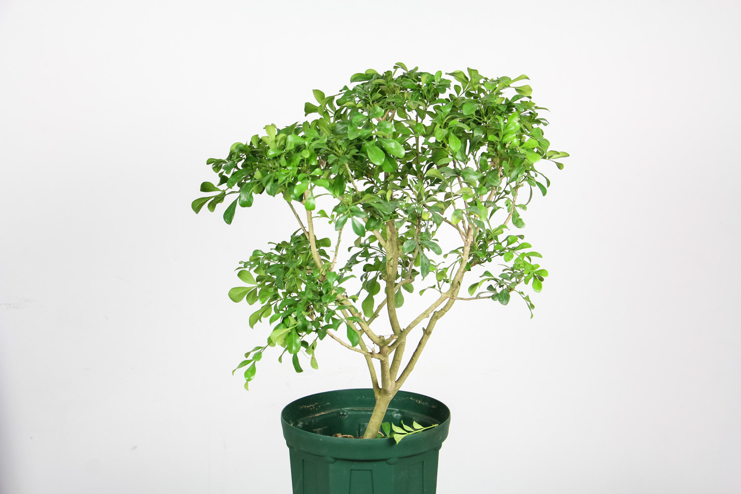 米兰花叶子发黄如何办