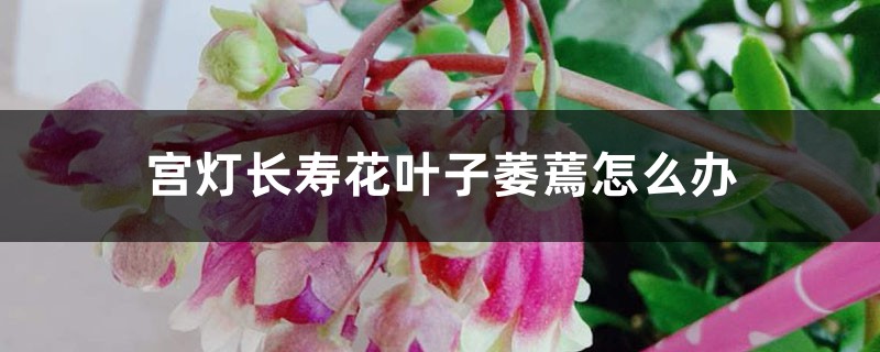 宫灯长寿花叶子萎蔫如何办