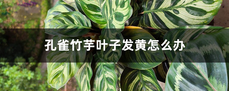 孔雀竹芋叶子发黄如何办