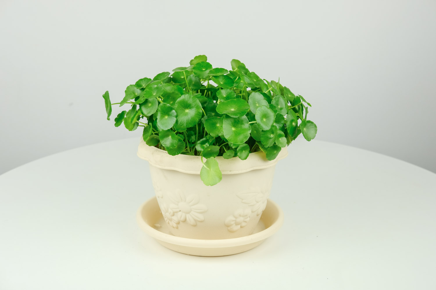 铜钱草叶子发黄如何办