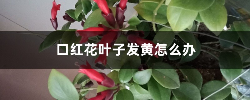 口红花叶子发黄如何办