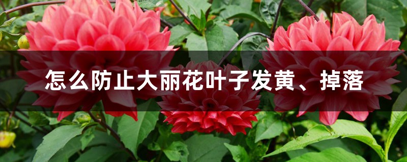 如何避免大丽花叶子发黄、掉落