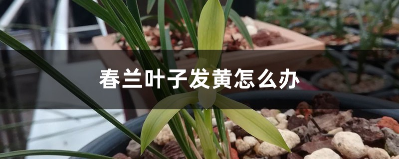 春兰叶子发黄如何办