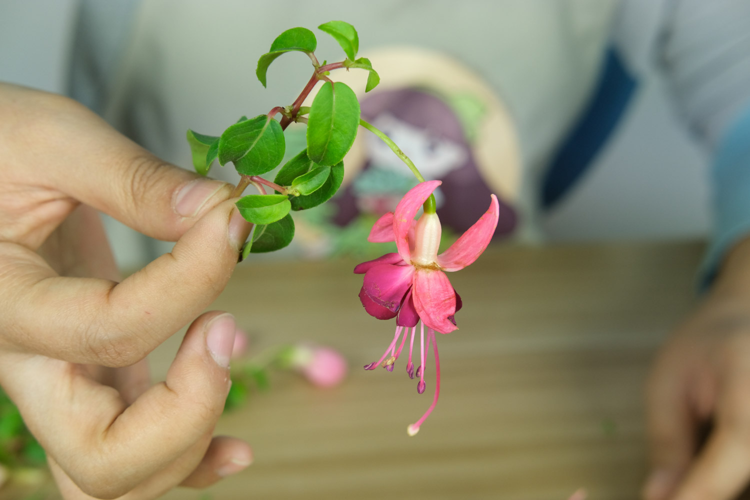 倒挂金钟叶子发黄如何办