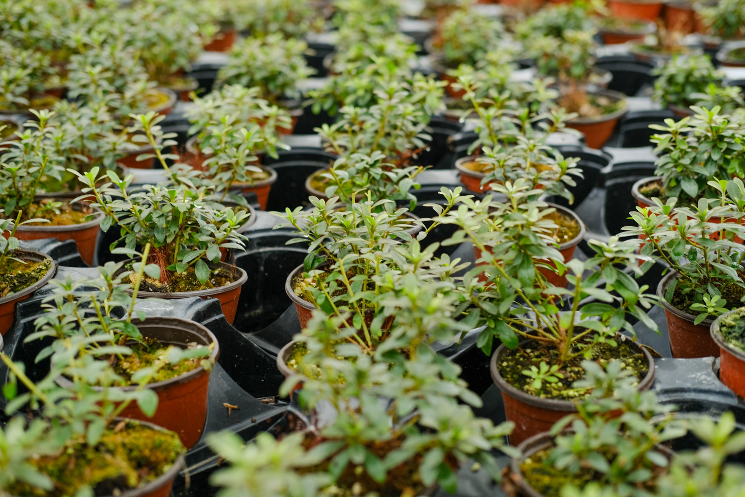 杜鹃花叶子全部发黄如何办