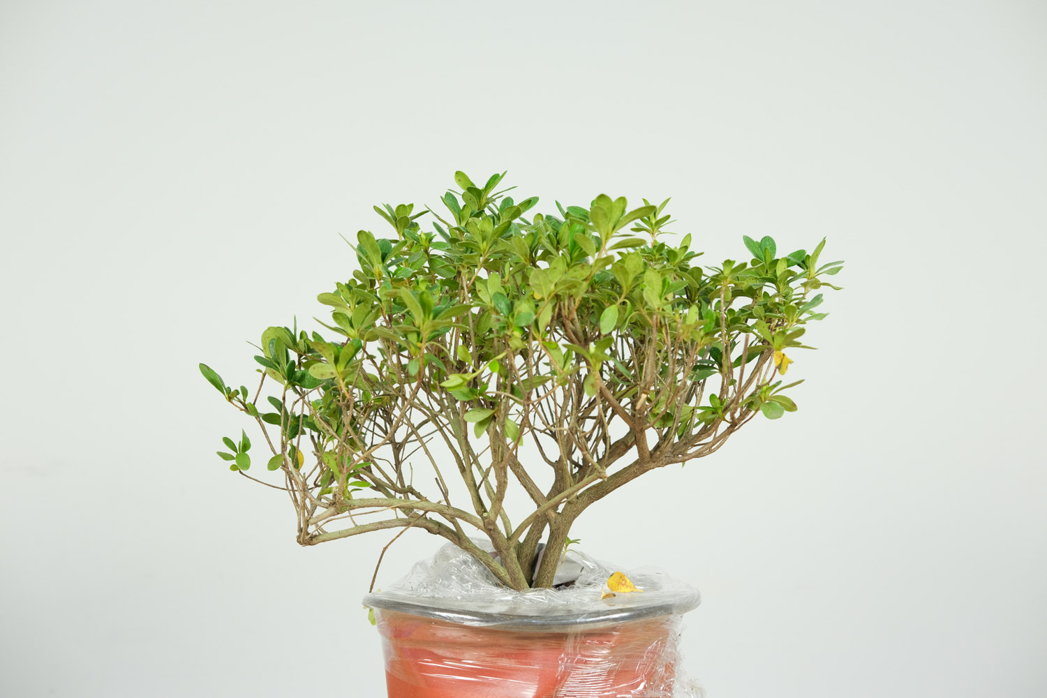 杜鹃花叶子全部发黄如何办