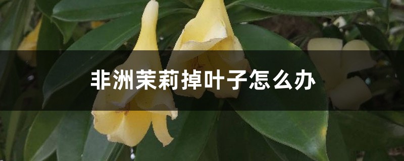 非洲茉莉掉叶子如何办