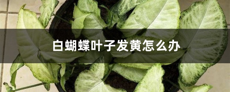 白蝴蝶叶子发黄如何办