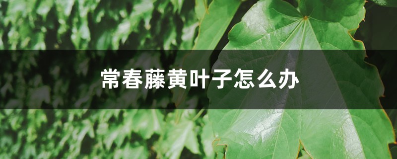 常春藤黄叶子如何办