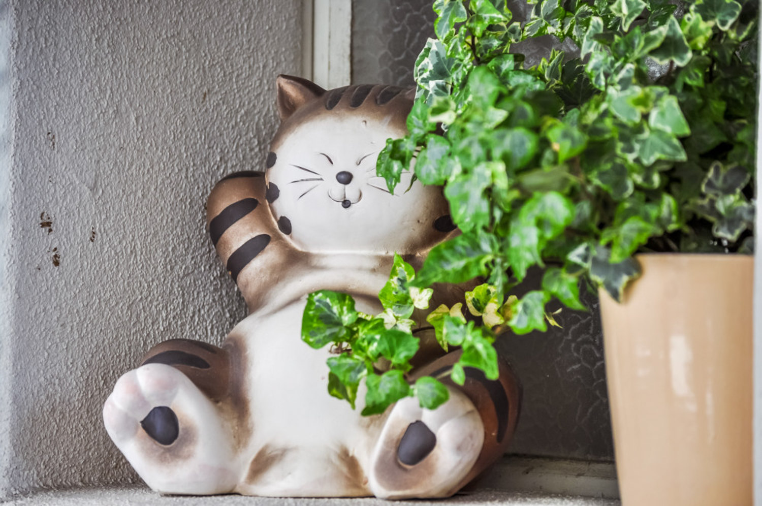 常春藤黄叶子如何办