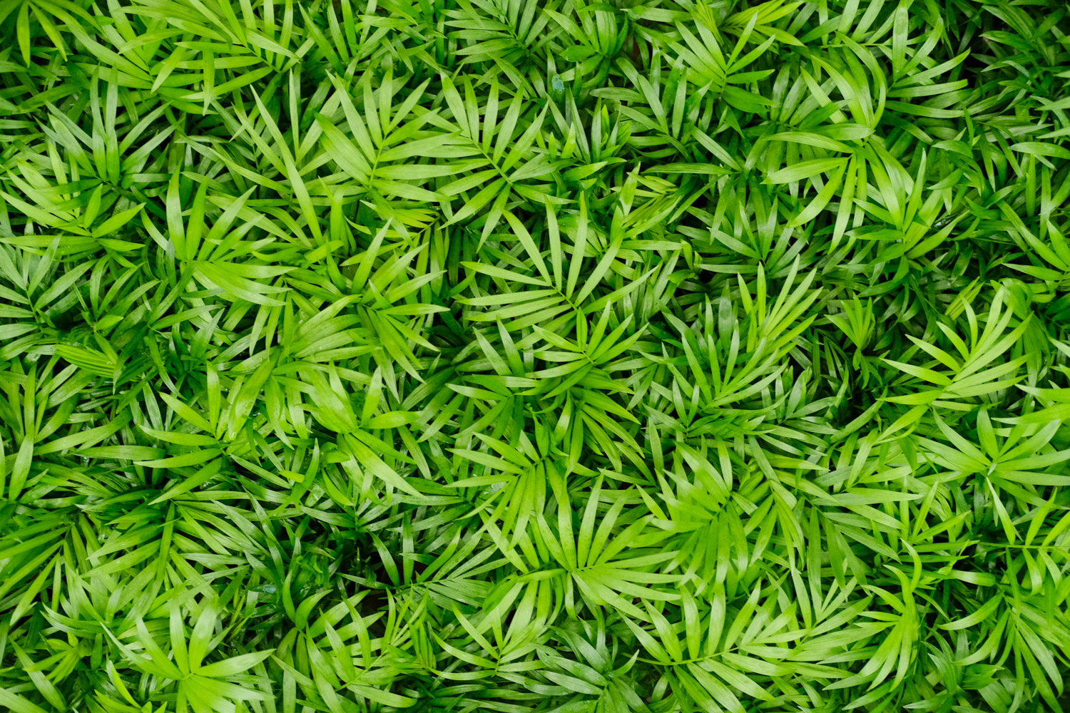 袖珍椰子叶子发黄如何办