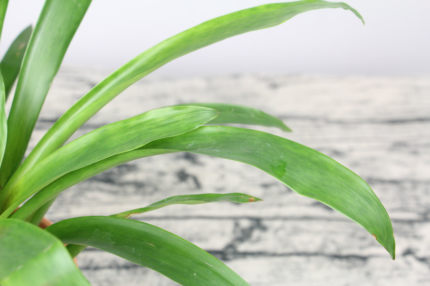 鸿运当头叶子发黄如何办