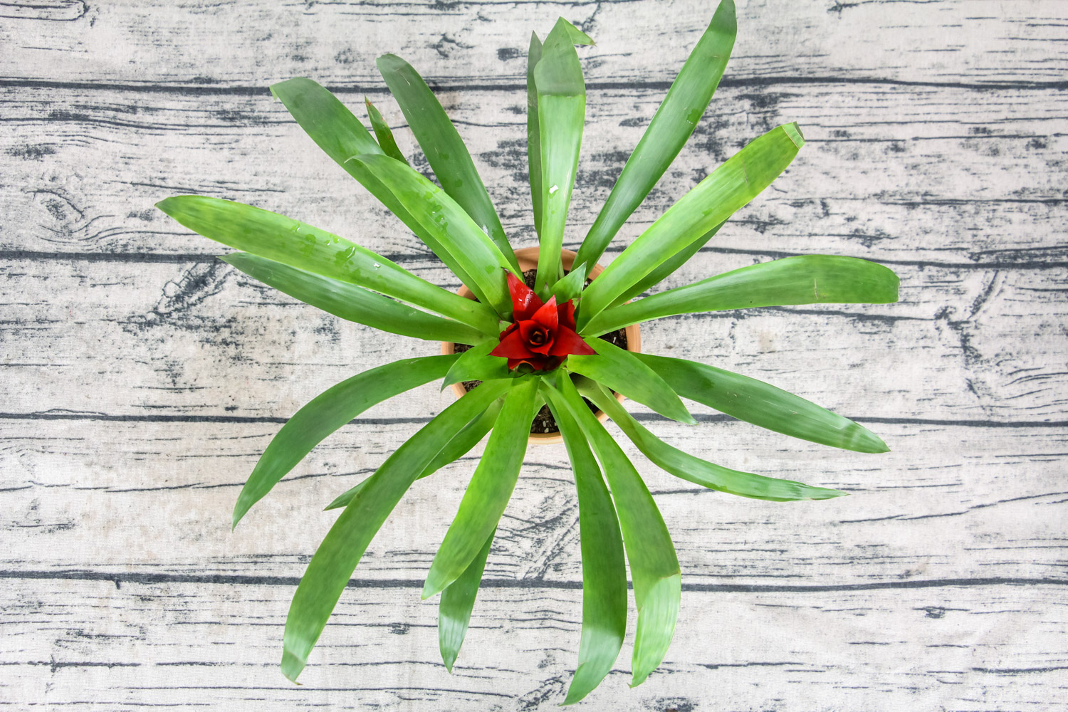 鸿运当头叶子发黄如何办