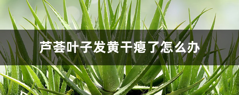 芦荟叶子发黄干瘪了如何办
