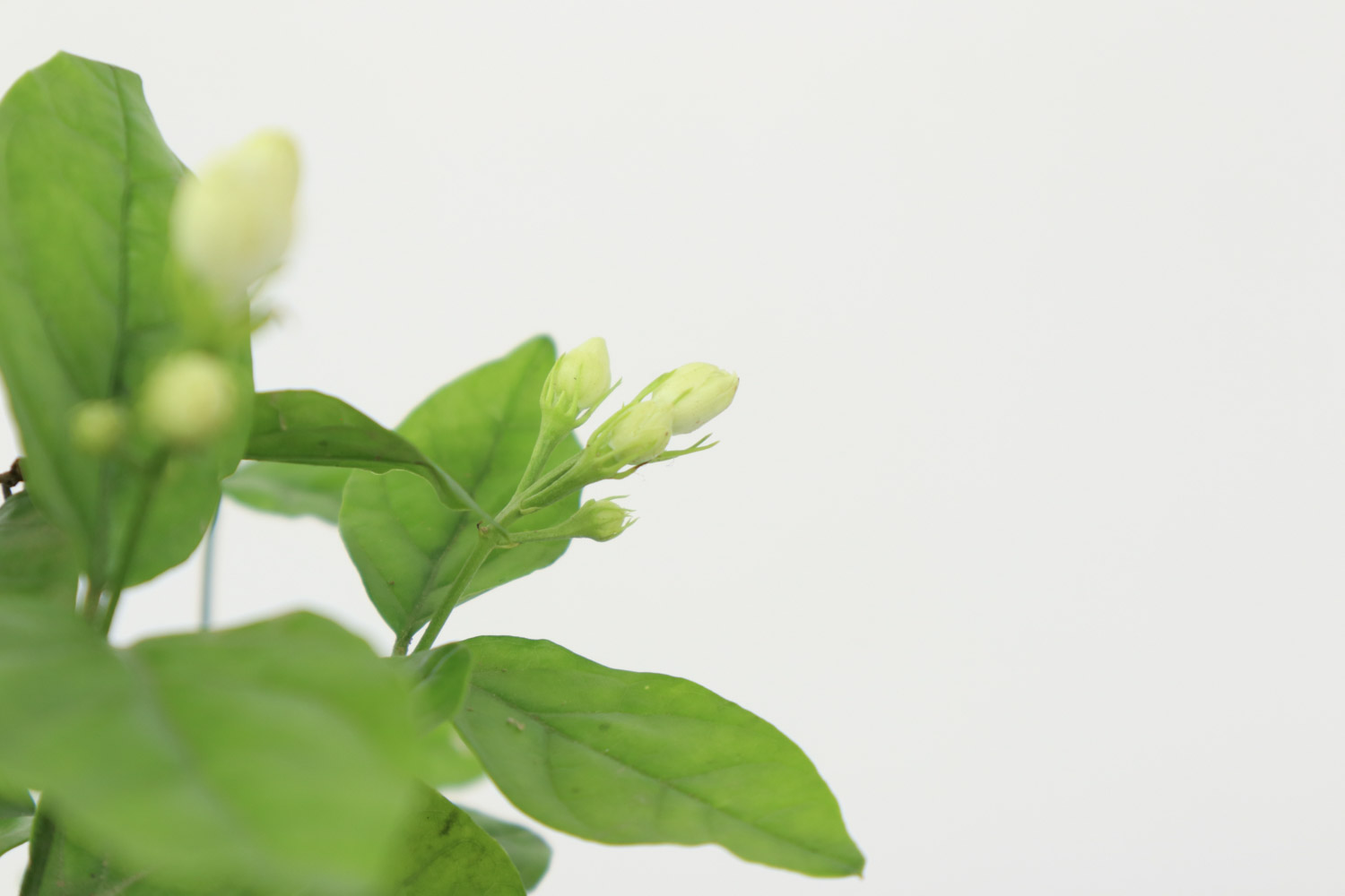 茉莉花叶子发黄如何办