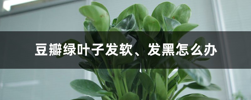 豆瓣绿叶子发软、发黑如何办