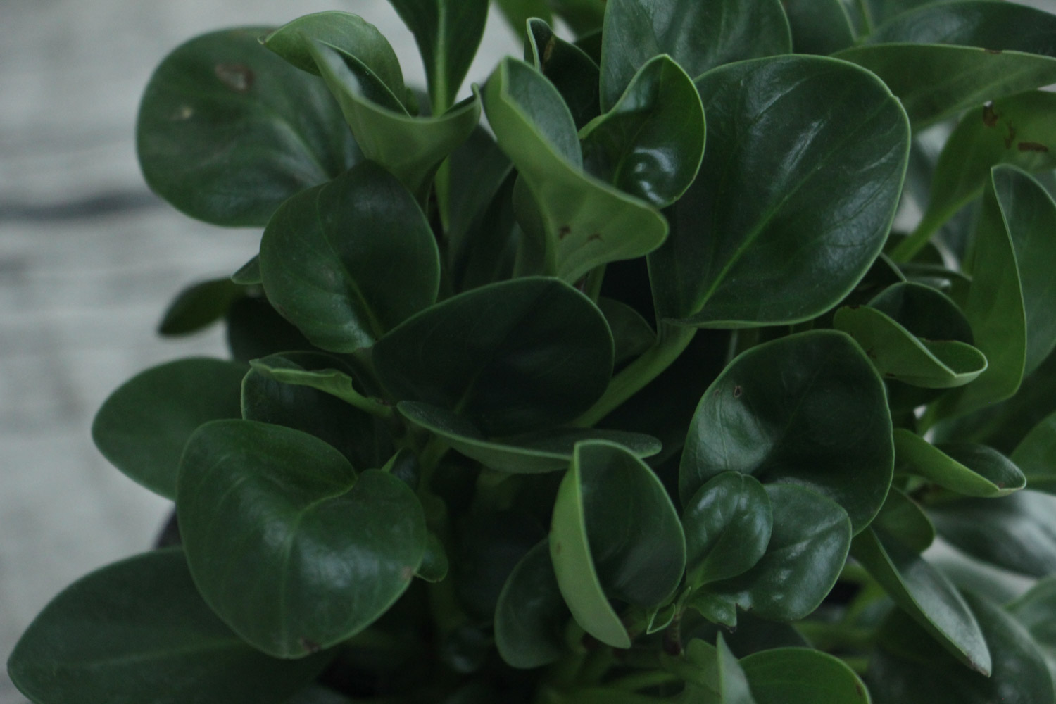 豆瓣绿叶子发软、发黑如何办