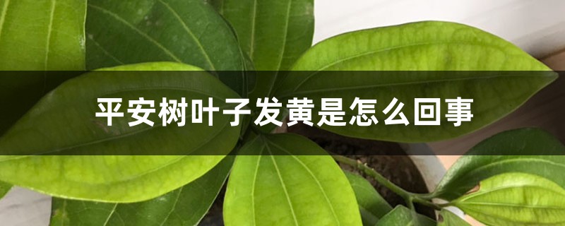 平安树叶子发黄是如何回事