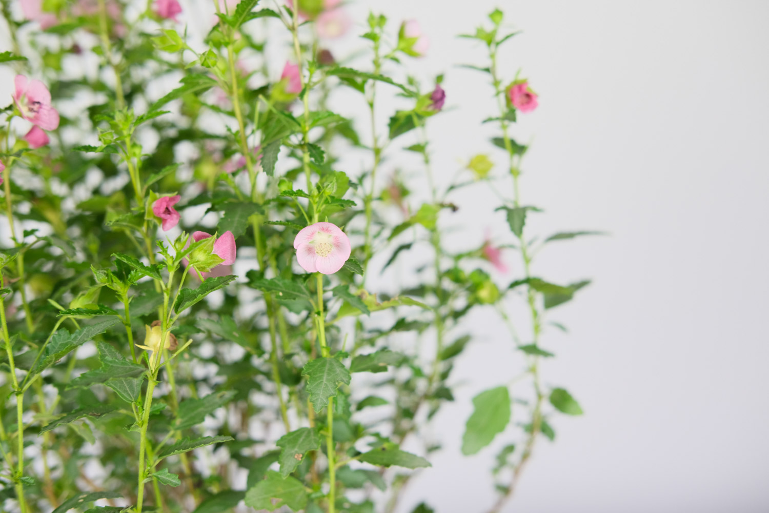 小木槿叶子发黄如何办