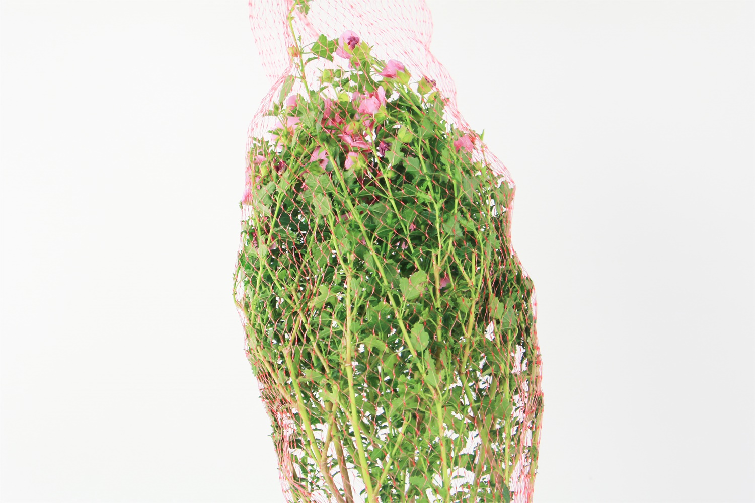 小木槿叶子发黄如何办