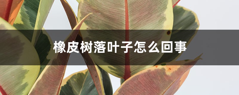 橡皮树落叶子如何回事