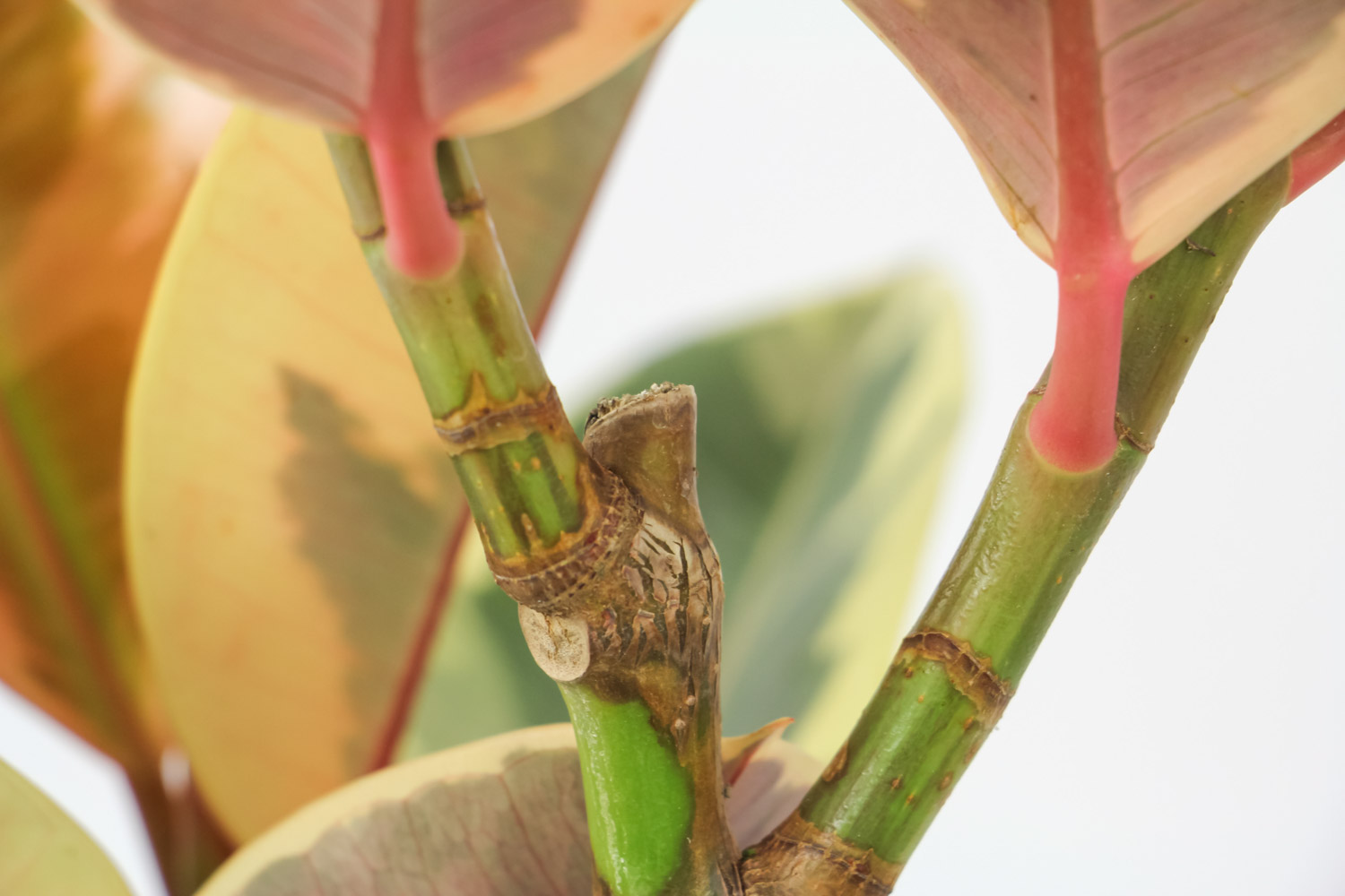 橡皮树落叶子如何回事