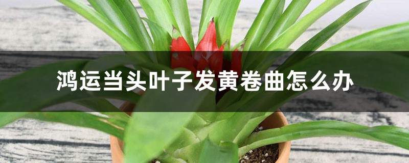 鸿运当头叶子发黄卷曲如何办