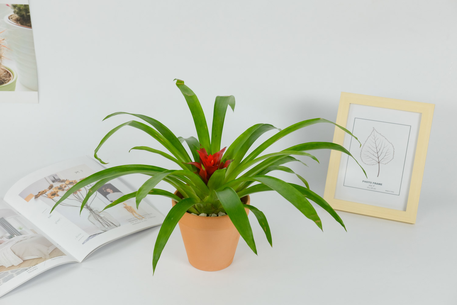 鸿运当头叶子发黄卷曲如何办