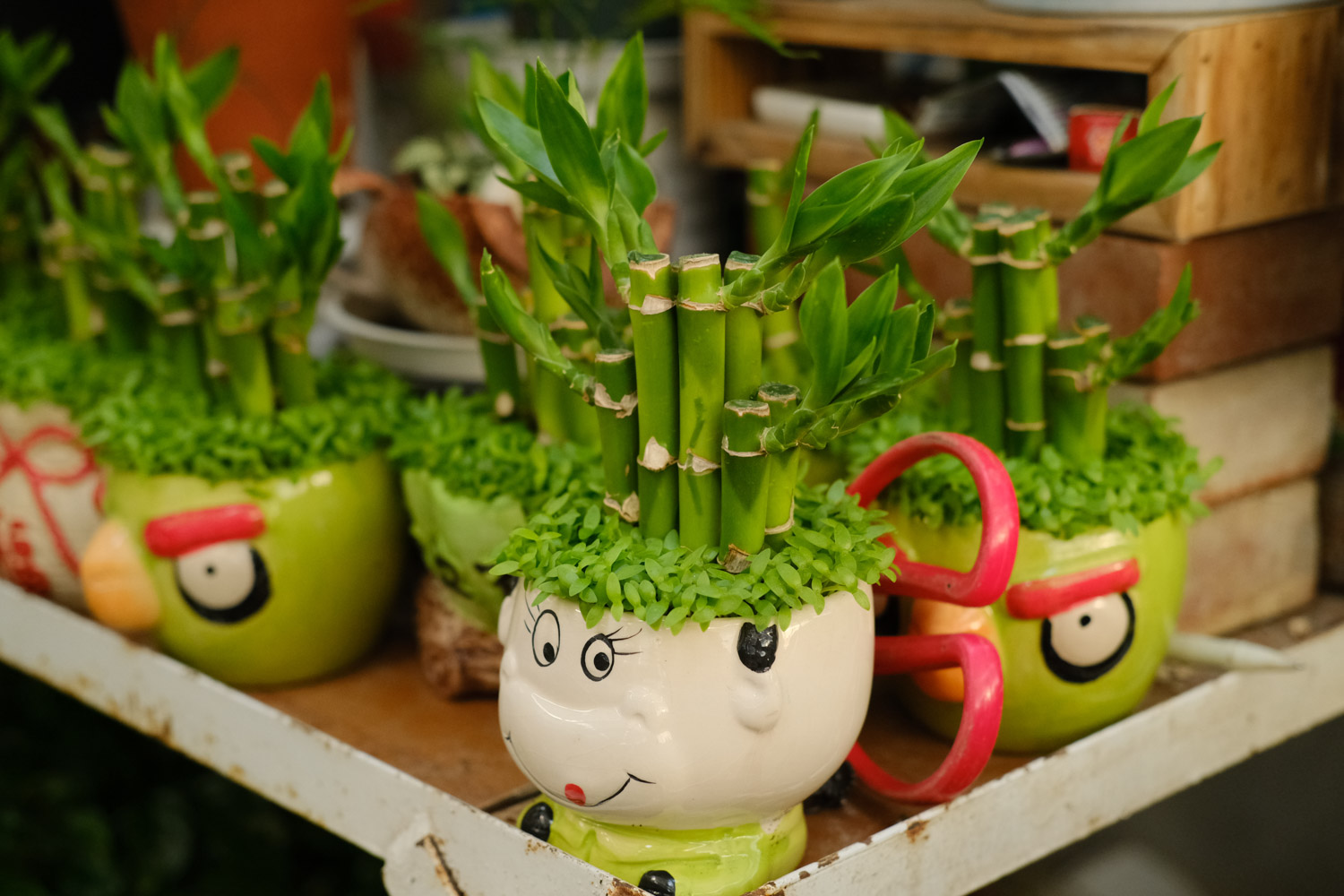 富贵竹叶子黄了如何办