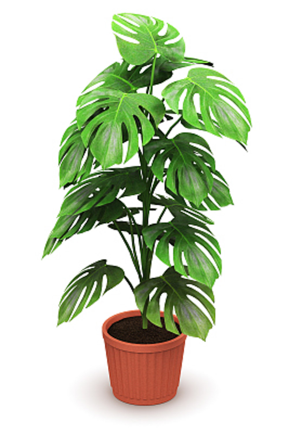 龟背竹叶子发黄如何回事