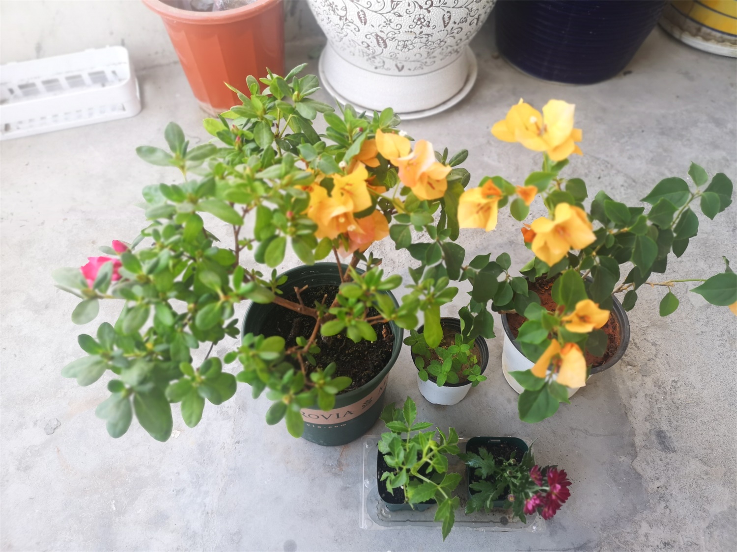 三角梅叶子发黄的原因及处理办法