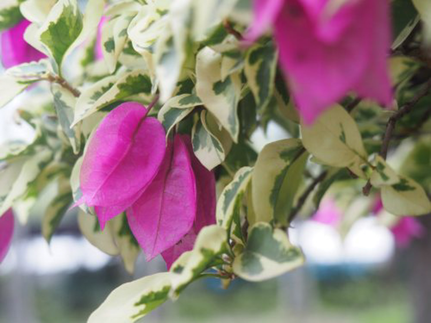 三角梅叶子发黄的原因及处理办法