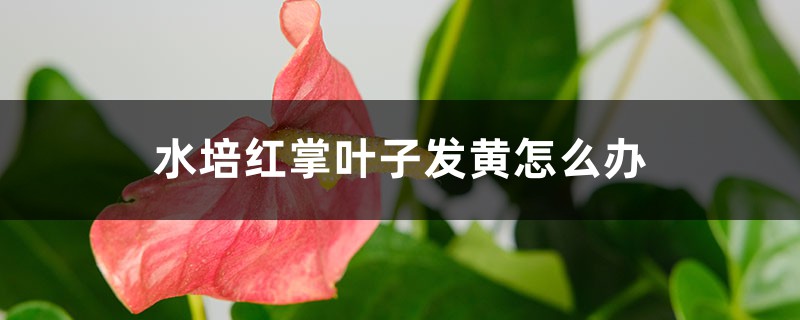 水培红掌叶子发黄如何办