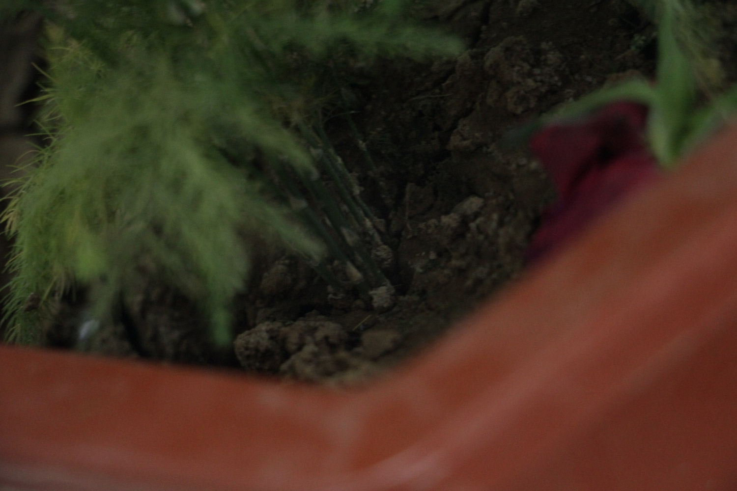 文竹 文竹叶子发黄如何处理