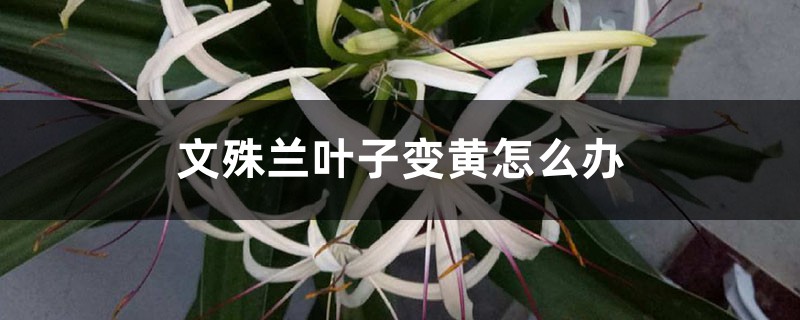 文殊兰叶子变黄如何办