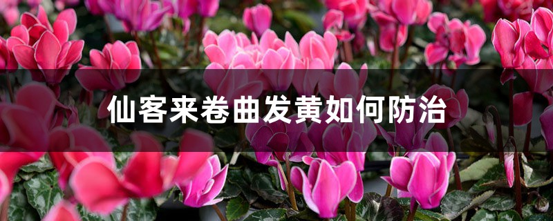 仙客来卷曲发黄如何预防和治疗