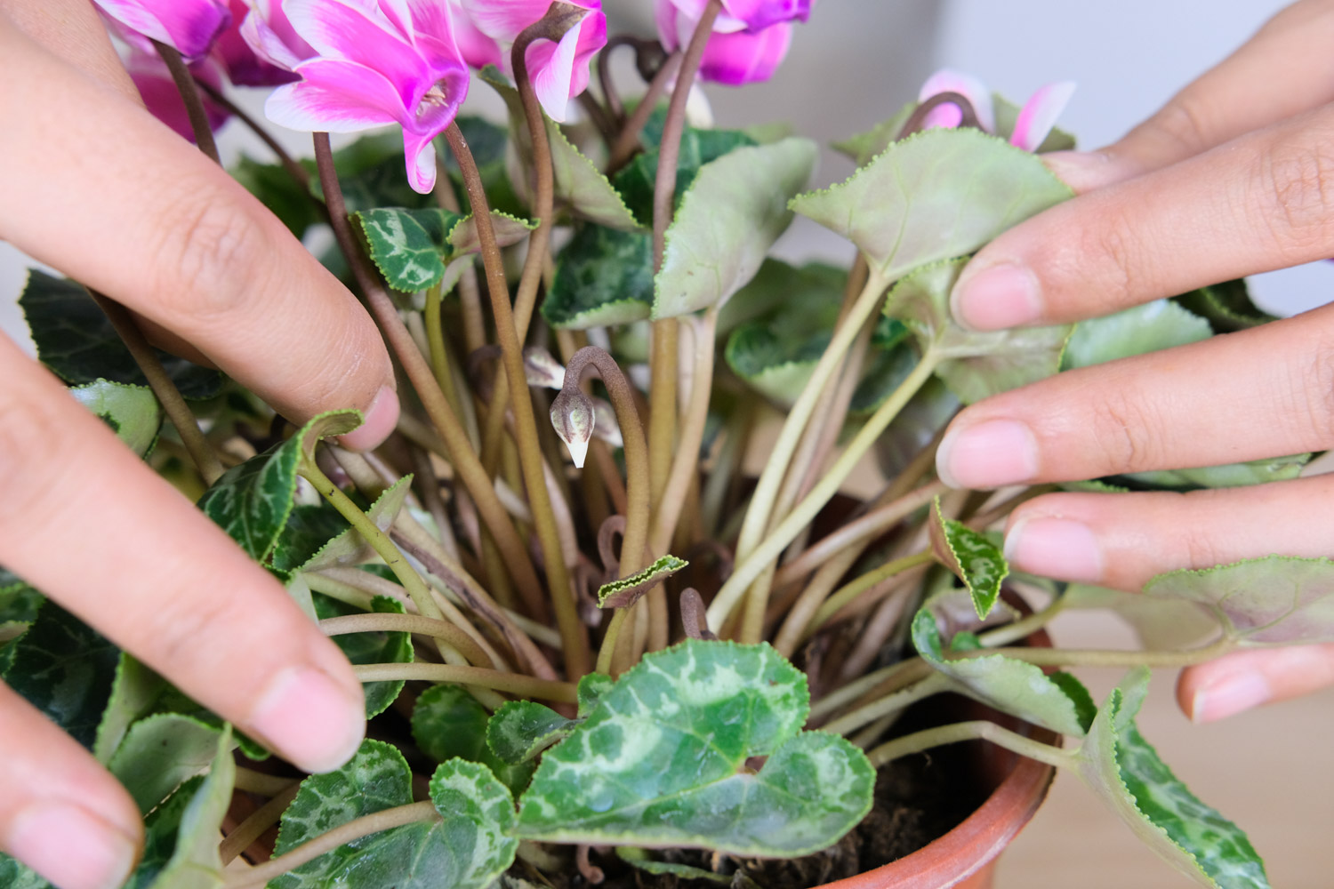 仙客来卷曲发黄如何预防和治疗