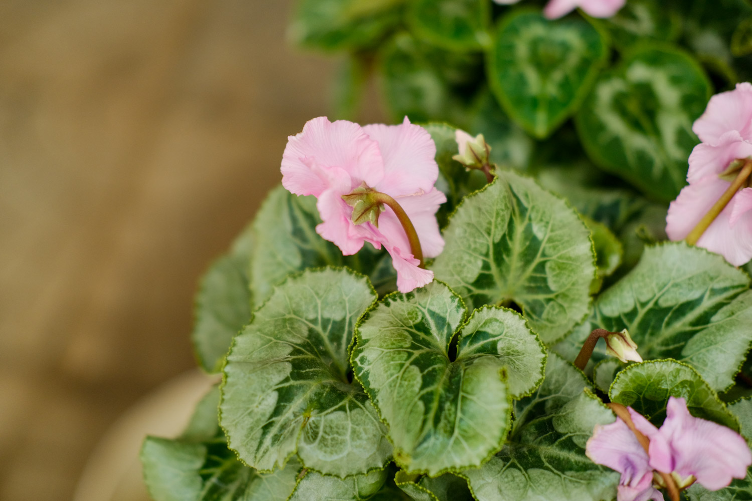 仙客来卷曲发黄如何预防和治疗