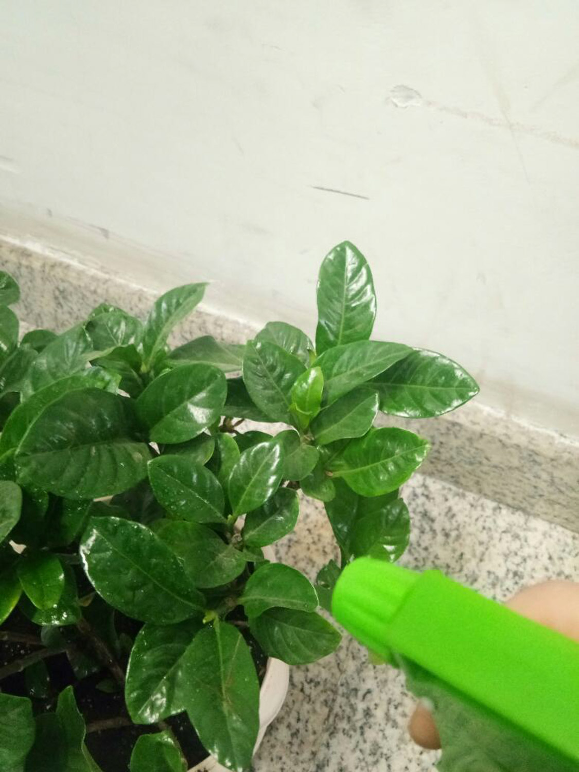 栀子 栀子花叶子发黄如何办