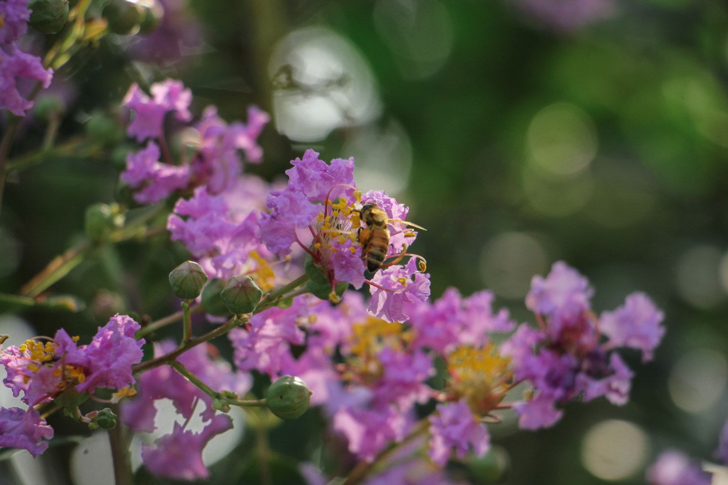紫薇花叶子变黄的原因及预防和治疗