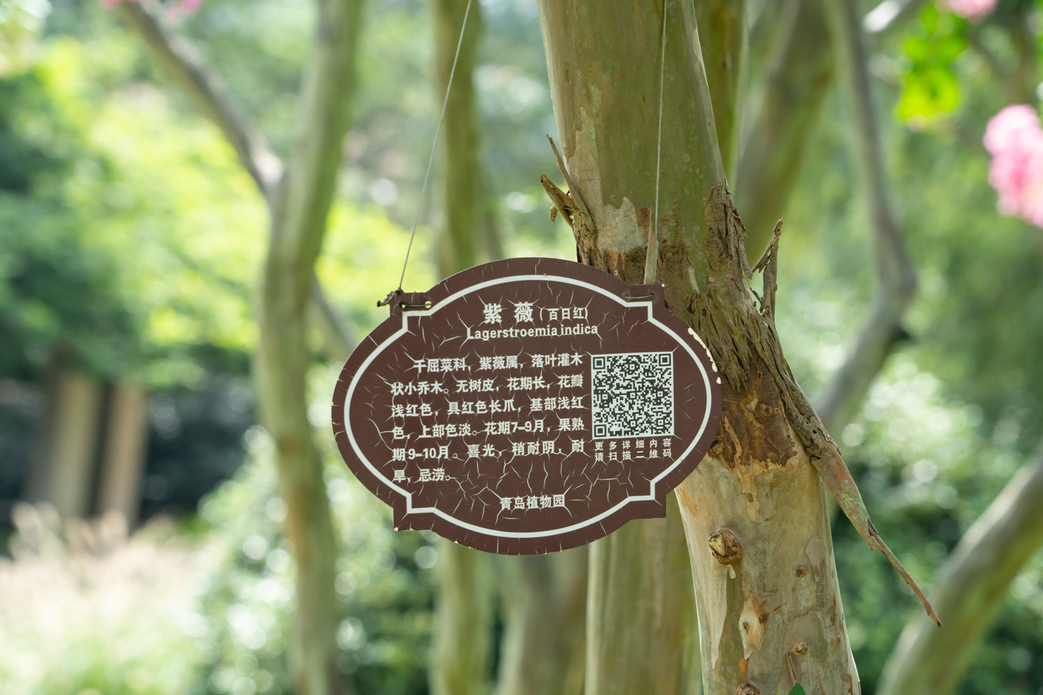 紫薇花叶子变黄的原因及预防和治疗