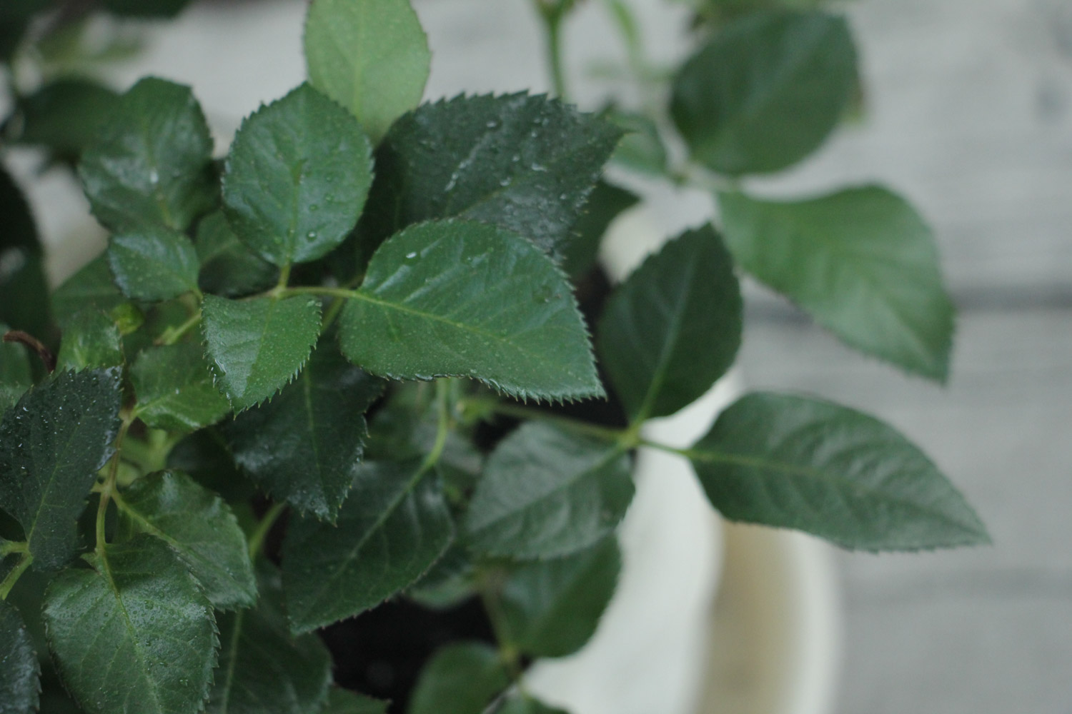 月季花叶子发黄的原因